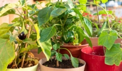 ΑΝΟΙΞΗ: Λαχανικά σε γλάστρα, συμβουλές για φύτευση και καλλιέργεια